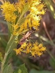Ammophila