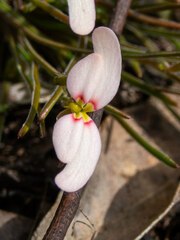 Stylidium