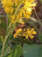 Ammophila