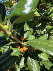 Ilex