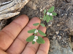 Euphorbia pediculifera