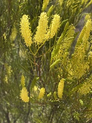 Grevillea