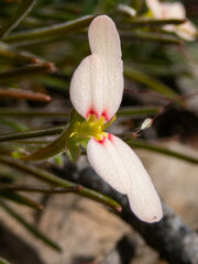 Stylidium