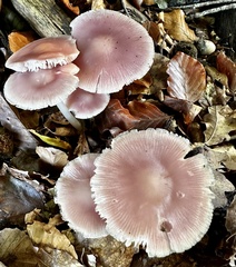 Mycena rosea