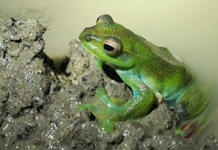 Zhangixalus prominanus