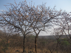Commiphora mollis