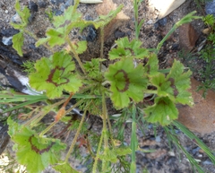Pelargonium elongatum