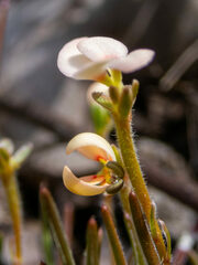 Stylidium