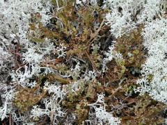 Cladonia gracilis