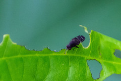 Curtonotum trypetipenne