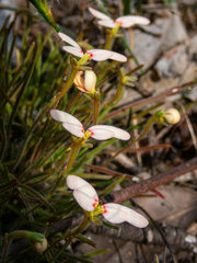 Stylidium