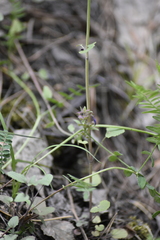 Dracocephalum nutans