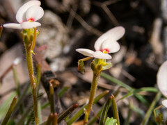 Stylidium