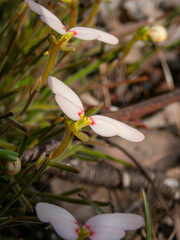 Stylidium
