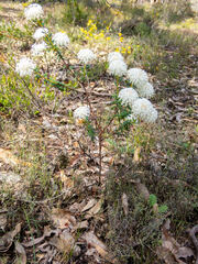 Pimelea