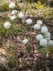 Pimelea