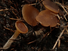 Lanzia echinophila