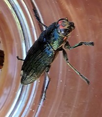 Buprestis lyrata