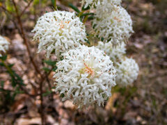 Pimelea