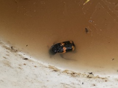 Nicrophorus sayi