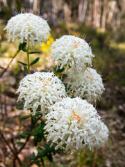 Pimelea