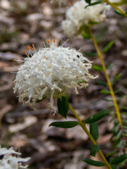 Pimelea