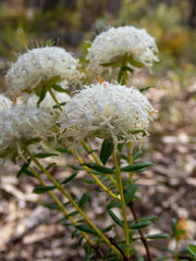 Pimelea