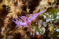 Flabellina affinis
