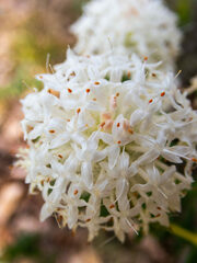 Pimelea