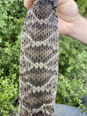 Crotalus adamanteus