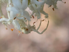 Zygometis xanthogaster