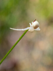 Zygometis xanthogaster