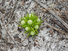 Siloxerus multiflorus