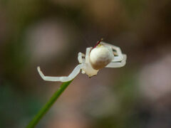 Zygometis xanthogaster