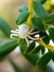 Zygometis xanthogaster