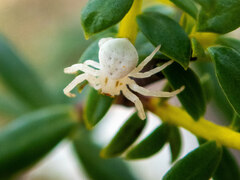 Zygometis xanthogaster