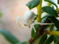 Zygometis xanthogaster