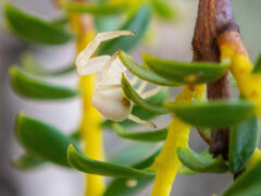 Zygometis xanthogaster