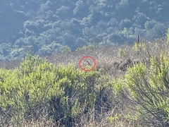 Geococcyx californianus