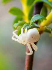 Zygometis xanthogaster