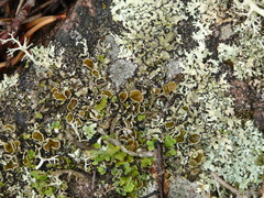Xanthoparmelia conspersa