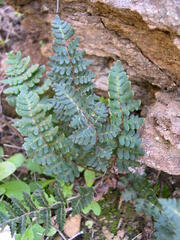 Paragymnopteris marantae marantae