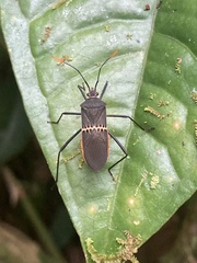 Leptoscelis saepifera