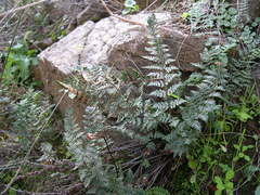 Paragymnopteris marantae marantae