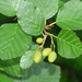Green Alder - Photo (c) Bill Crins, some rights reserved (CC BY-NC), uploaded by Bill Crins