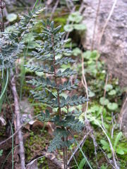 Paragymnopteris marantae marantae