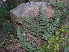 Paragymnopteris marantae marantae