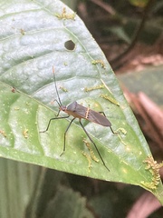 Leptoscelis saepifera