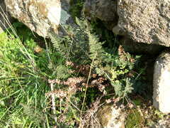 Paragymnopteris marantae marantae