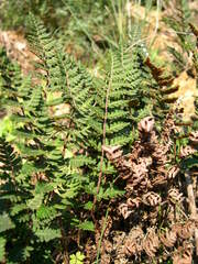 Paragymnopteris marantae marantae